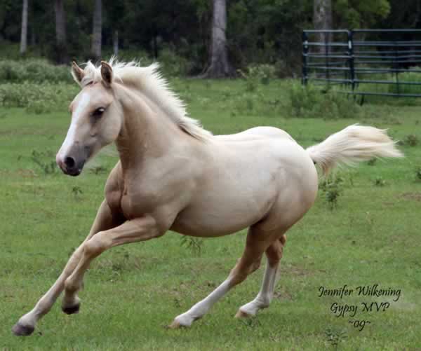 Gypsy Sport Horse | Filly | Palomino | Daisy